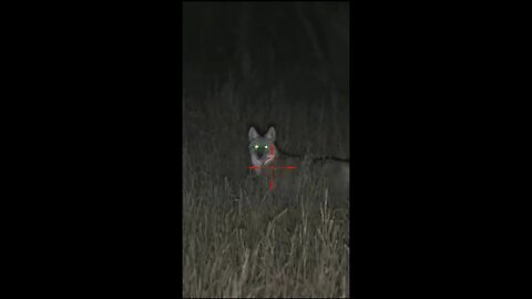 Hunting Coyotes #shorts #dogs #animals #hunter #033