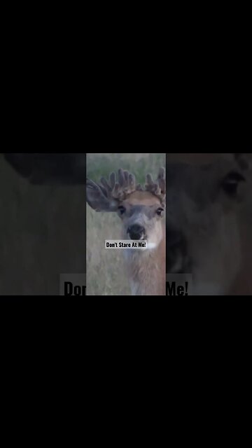 Don't Stare! #deer #deerhunting #unique #special #wow #shortsfeed #shortsvideo #wyoming #wildlife