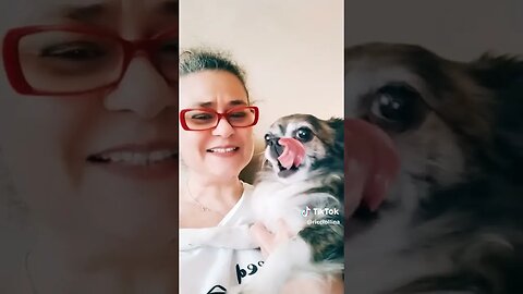 Mio Amore ❤️❤️❤️❤️ #love #pets #tiktokvideo #dog #chihuahua #shorts