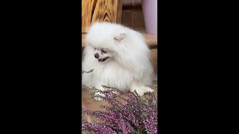 Cats SOO Cute Cute Dogs Videos Cutest moment of the Dogs Cute Pets