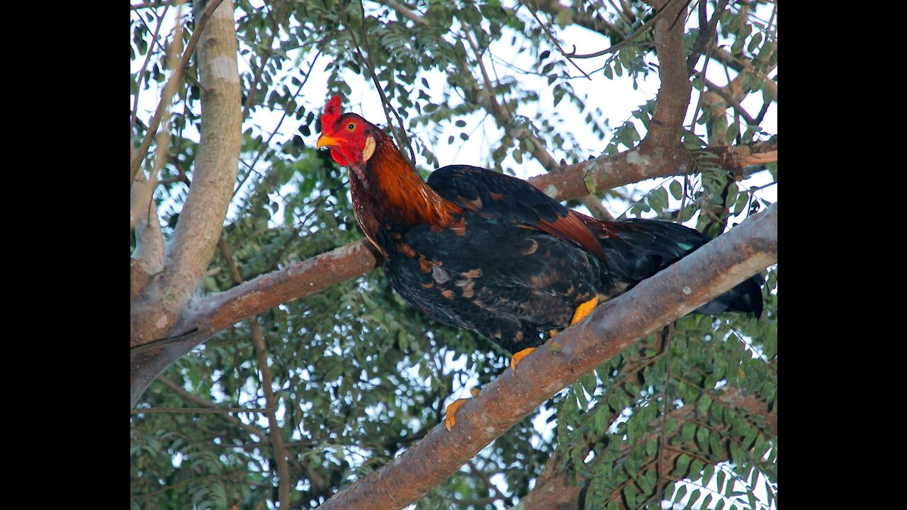 Chickens are sitting on a tree! I have never seen this! Spain, Torrevieja