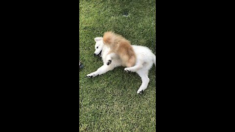 Very "friendly"spitz playing with Swiss shepherd
