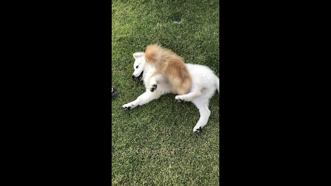 Very "friendly"spitz playing with Swiss shepherd