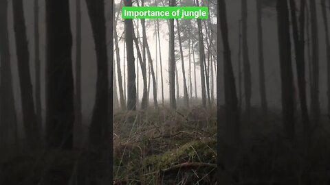 Importance of jungle. #viral #ytshorts #mm5 #facts #shorts @stubbornfacts