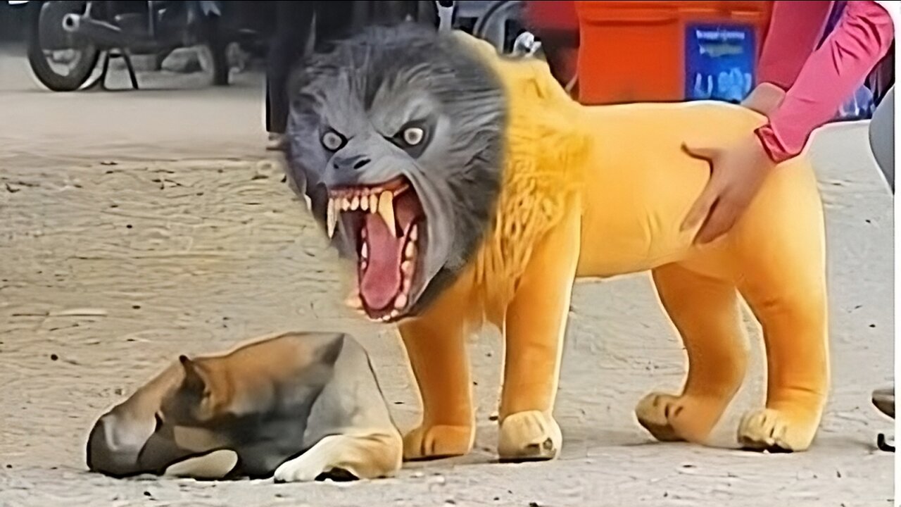 Troll Prank Dog Funny & fake Lion and Fake Tiger Prank To dog & Huge Box Prank to dog