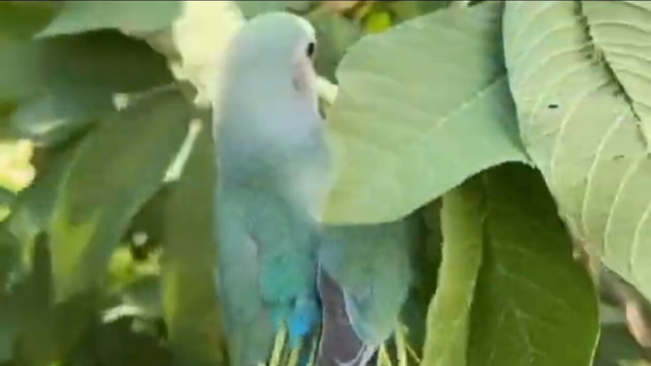 lovebird on the guava tree