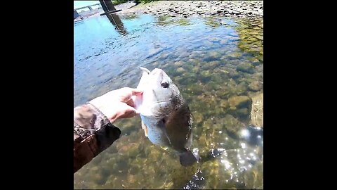 Drum in the Tennessee River