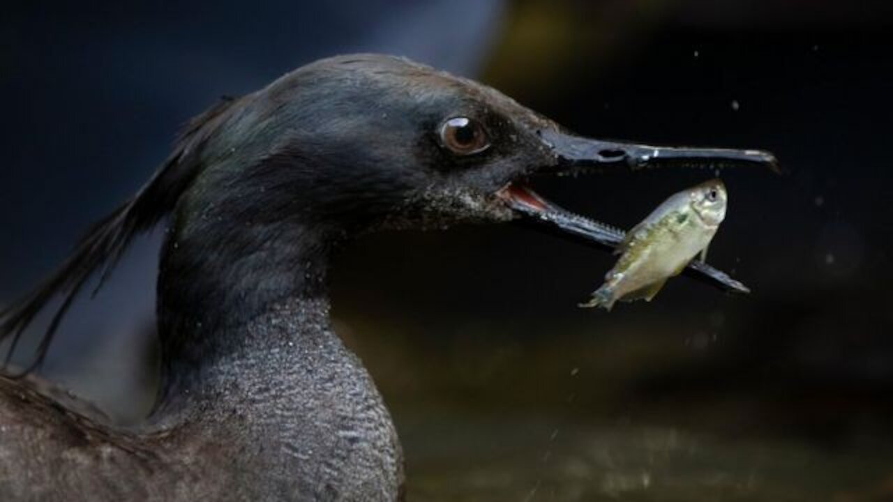 Funny Videos. Duck's Life. Funny Ducks.დ ღ