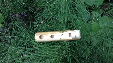 Whistle maple tone A in nature