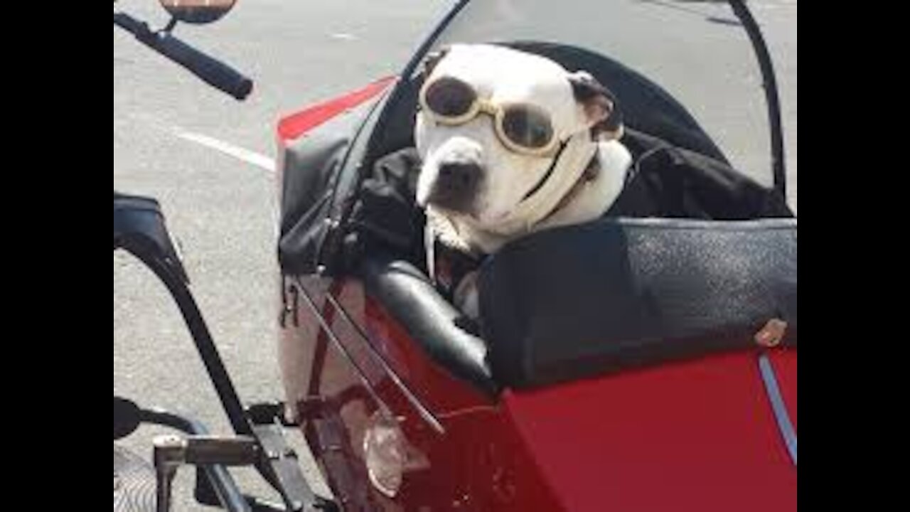 Cute dogs doing funny stuff