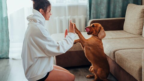TRAINING Dogs To Guard People And Their Property