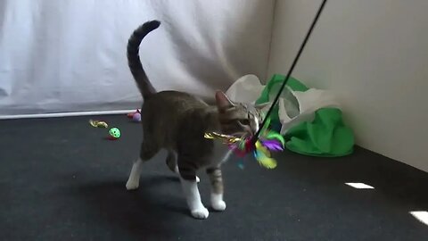 A Jumping Cat