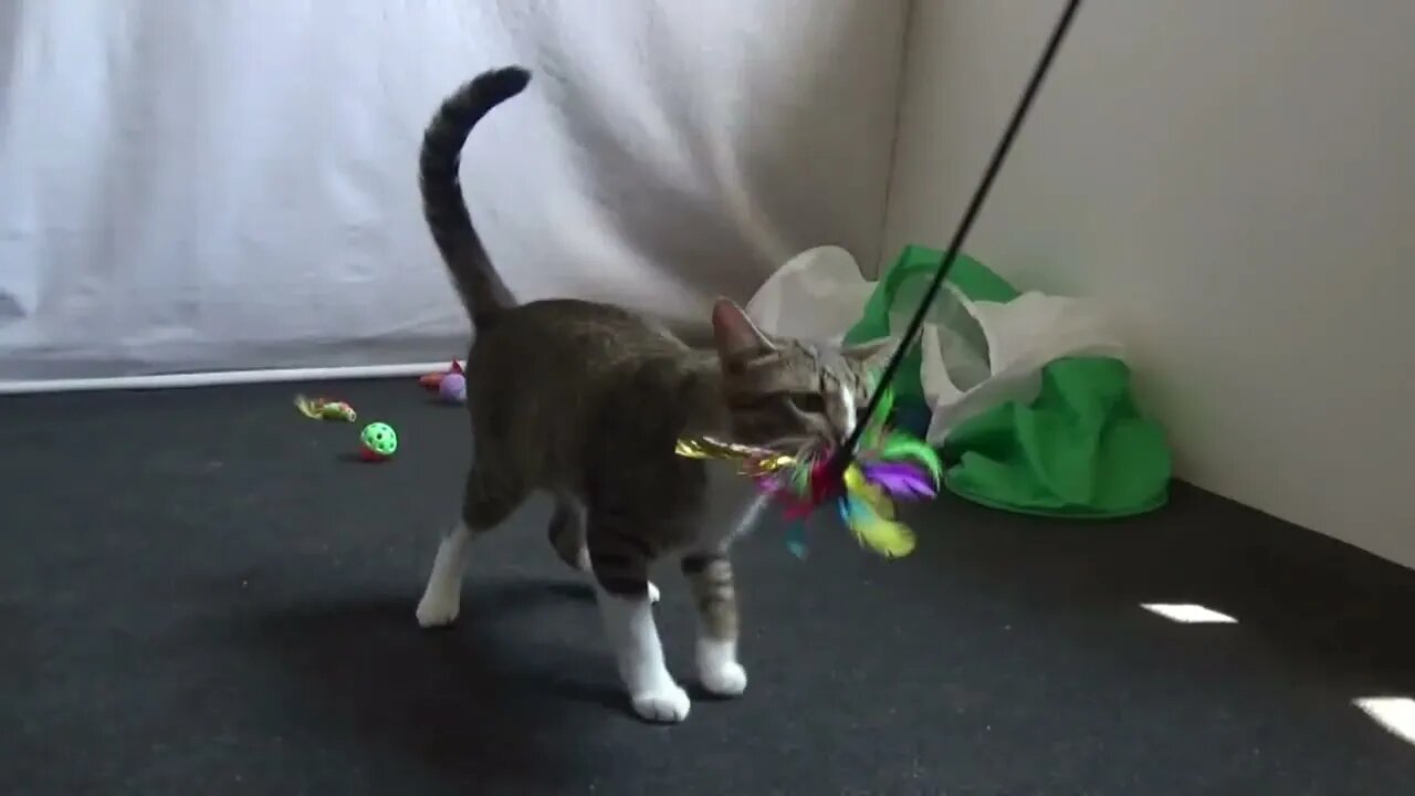 A Jumping Cat