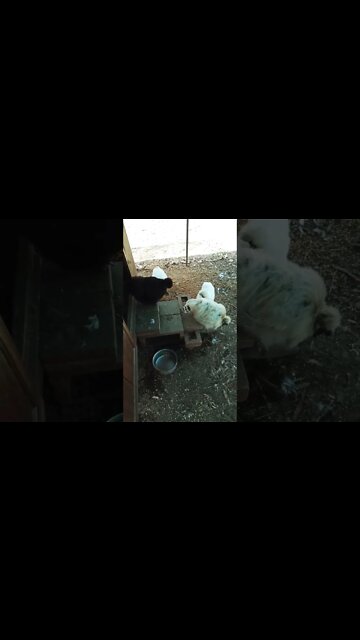 Lavender Silkie boy and his girls