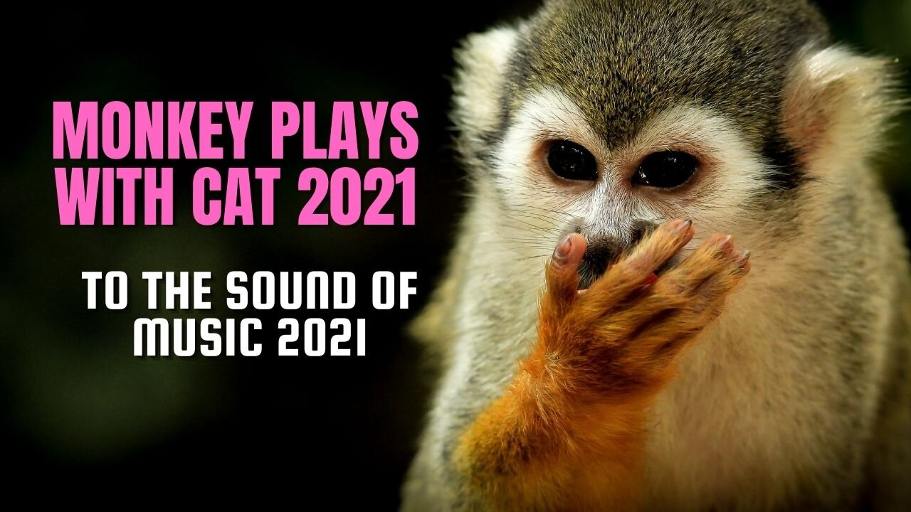 MONKEY PLAYS WITH CAT 2021 MUSIC 2021