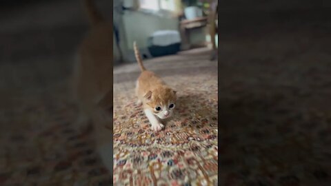Kitty meow meow 😻