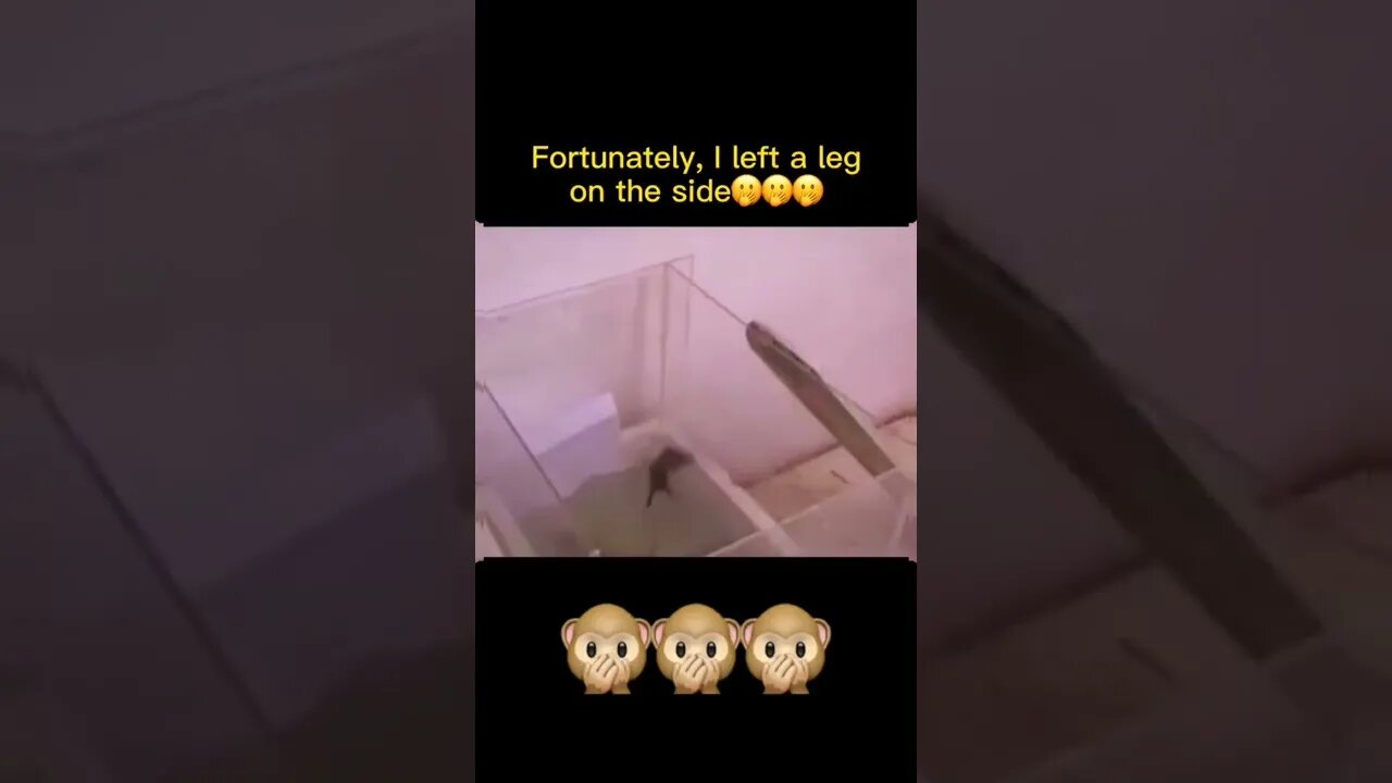 Which mouse is the smartest? #foryou #animals #fyp #shorts #foryou #youtubeshorts