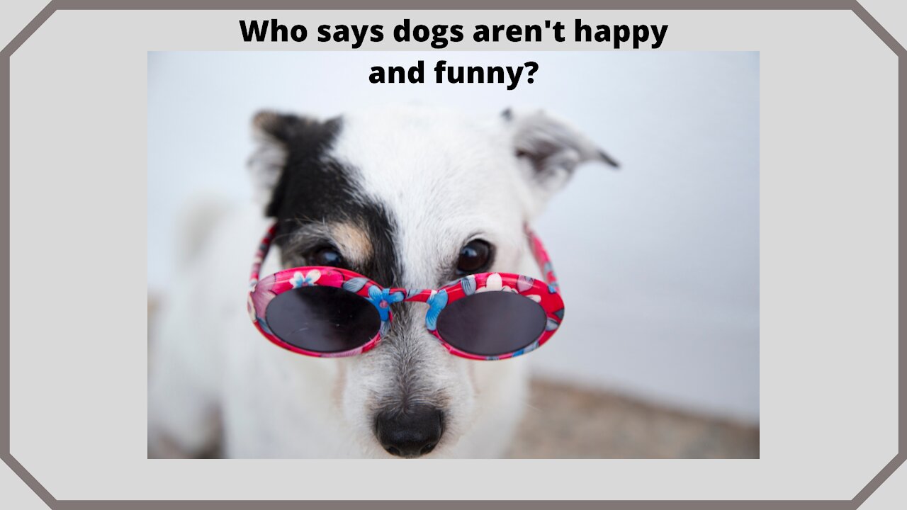 Happy and funny dogs.