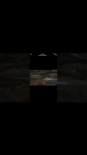 Humans have been amazed for centuries that salmon, after journeying across the ocean #fish #shorts