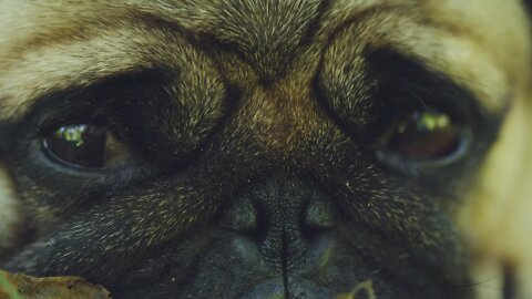 Close Up Video of Pug Dog