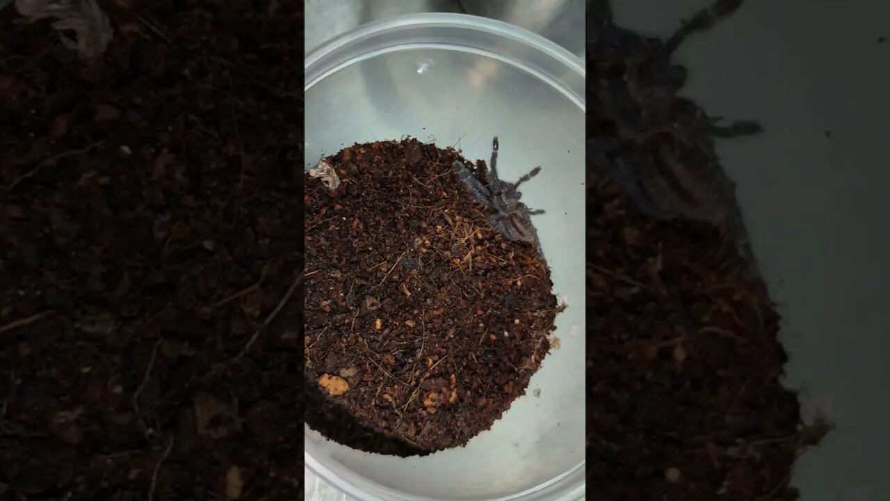 Feeding and breeding tarantula compilation