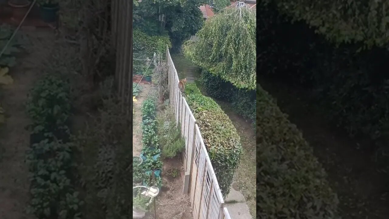 Bengal cat stalks his friend on the fence 😹🐆 #bengalcat #funnycat #catstalking