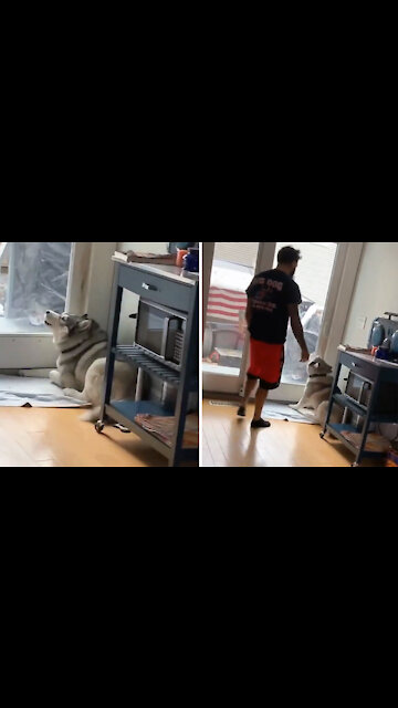 Angry husky terrifying scream after i told him to stay inside!