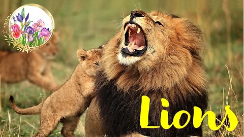 Lions, ONLY CATS WHO LIVE IN GROUPS
