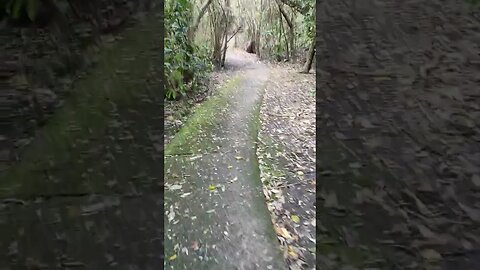 Stream in Seddon Park