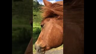 Visit with the brumbies and Ruby. Ruby has an injury.