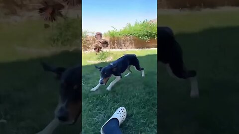 Crazy ass dog #shorts