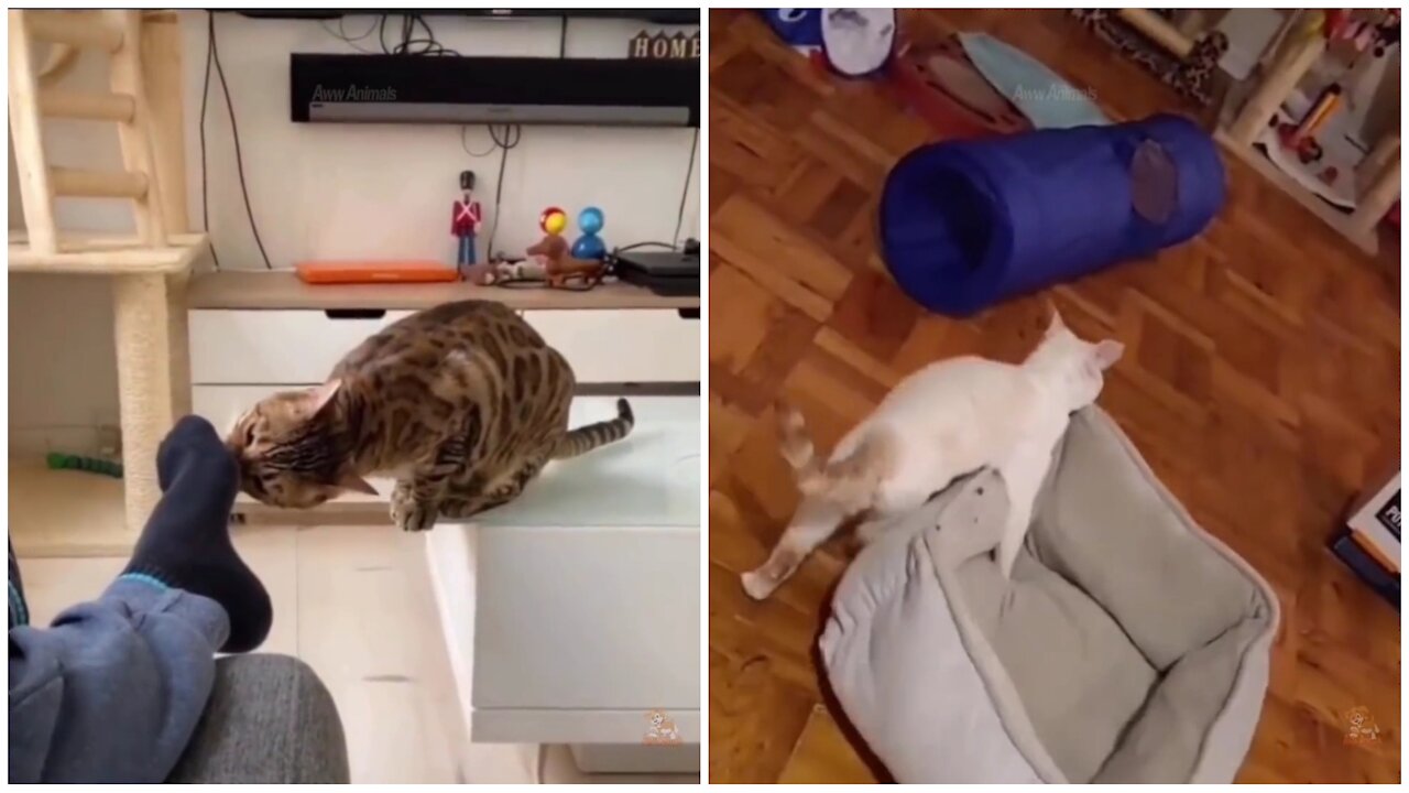 Baby cats are amazing creature because they are the cuand most funny