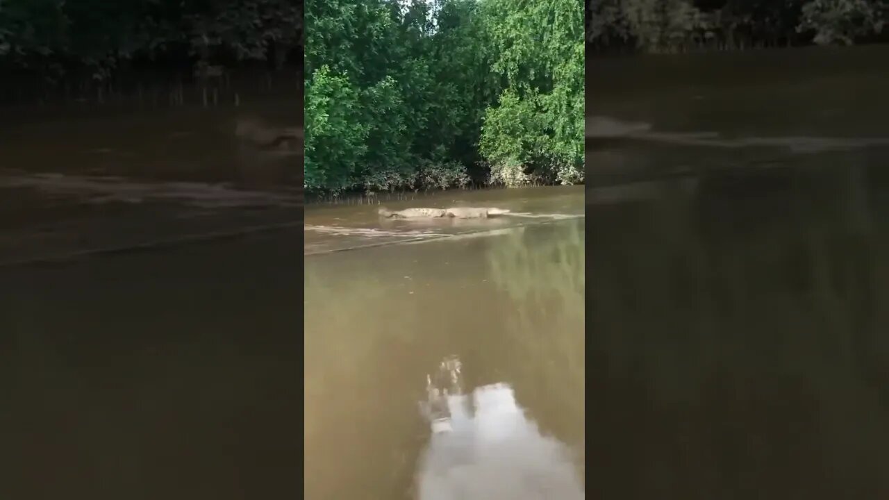 #shorts #crocodiles #funnyshorts