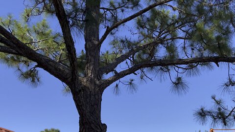 Red Billed Woodpeckers #4K #Woodpecker #RedBilledWoodpecker