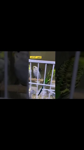 طيور البادجى هوكو كيوت روعة مرحبا