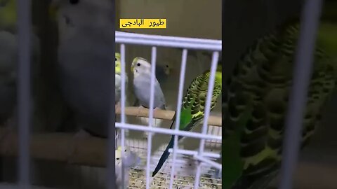 طيور البادجى هوكو كيوت روعة مرحبا