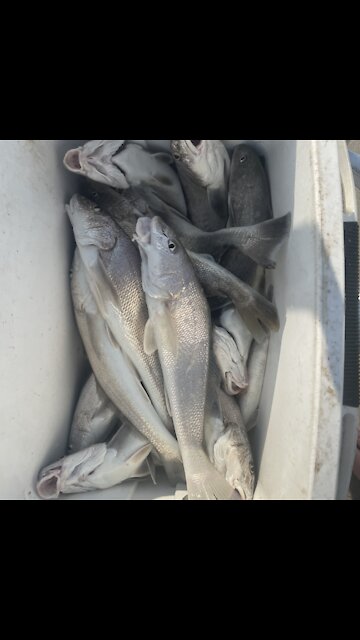 More whiting!!