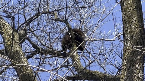 Another raccoon sleeping in the afternoon