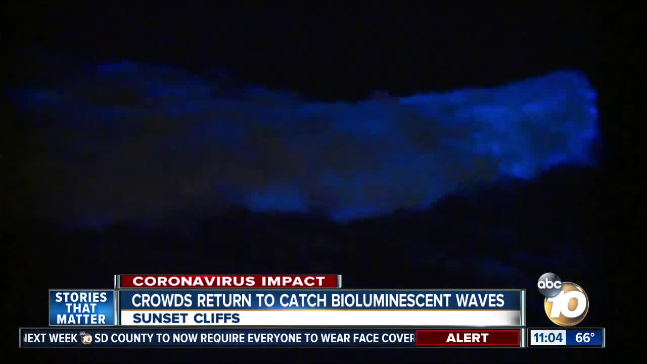 Crowds return to catch bioluminescent waves at Sunset Cliffs