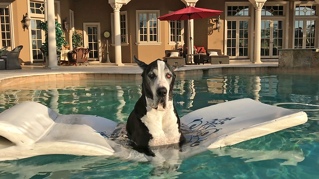 Peaceful Great Dane Enjoys Her Happy Time in the Pool