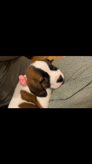 Rescue Pup Stealth Mission! Part 1! Follow For The Rest! #puppyshorts