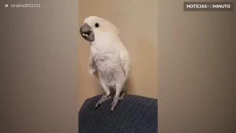 Esta cacatua canta e dança como gente