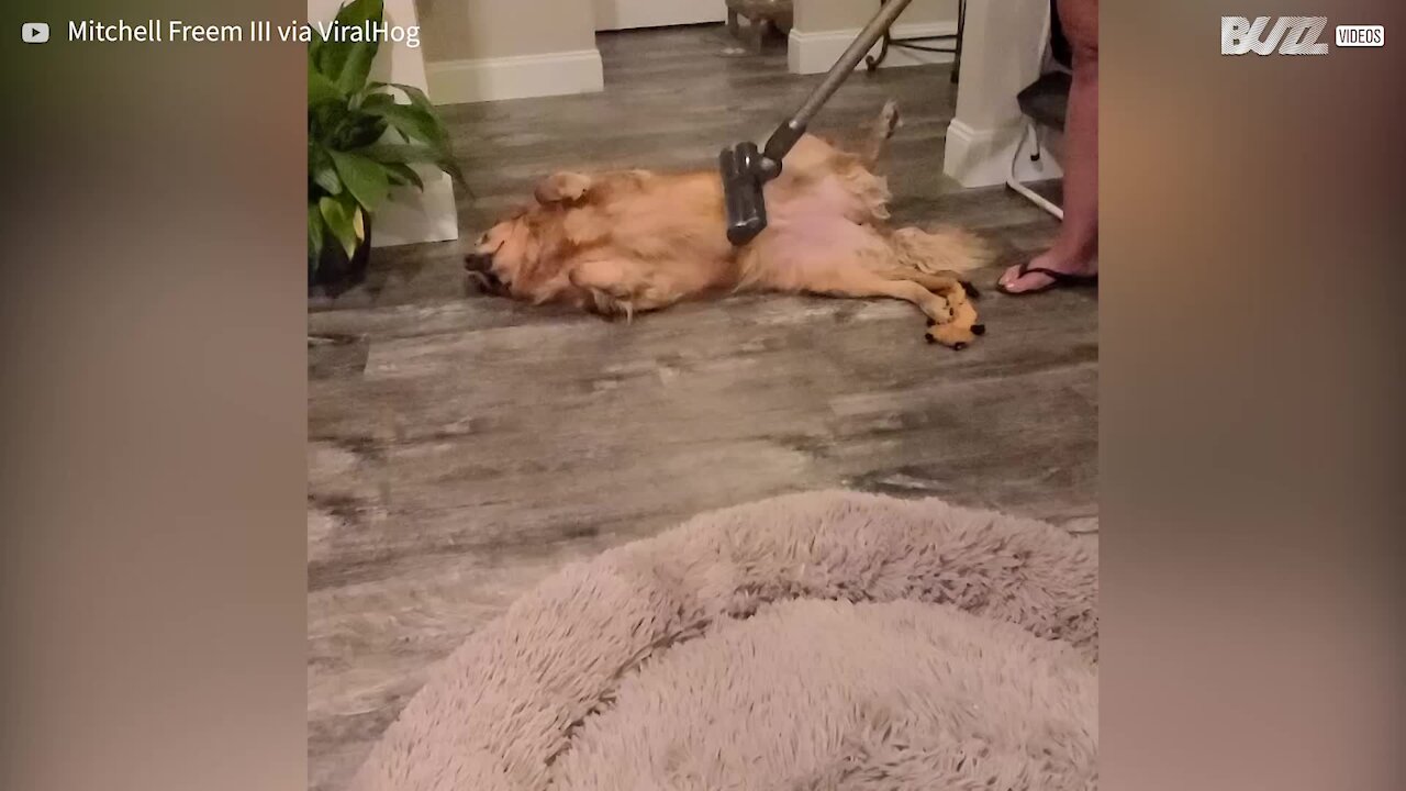 Dog loves to be groomed by vacuum cleaner