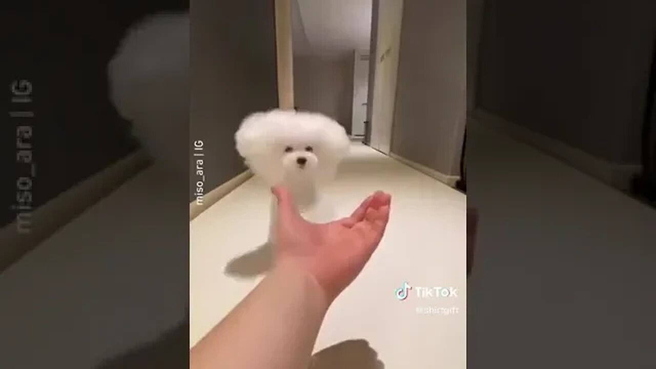 Mommy look at me, funny dog video