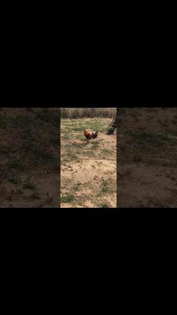 YLH//Asil @ LivingWaterFarms247