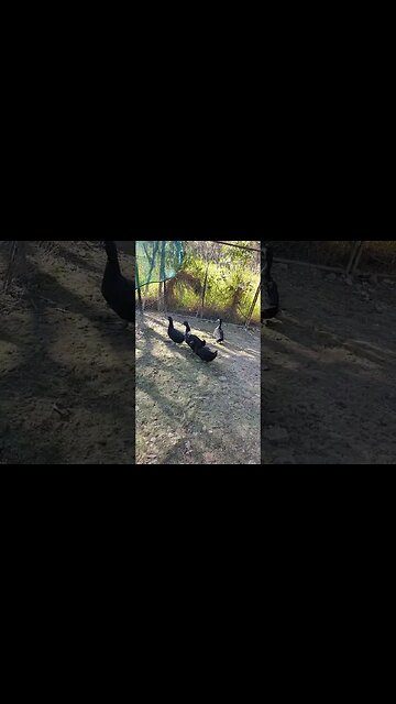 Cayuga Ducks, the newest addition to our family