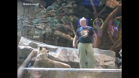 MGM Lion Attack in Las Vegas Caught On Camera