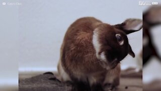 Rencontrez cet adorable lapin à la tête inclinée