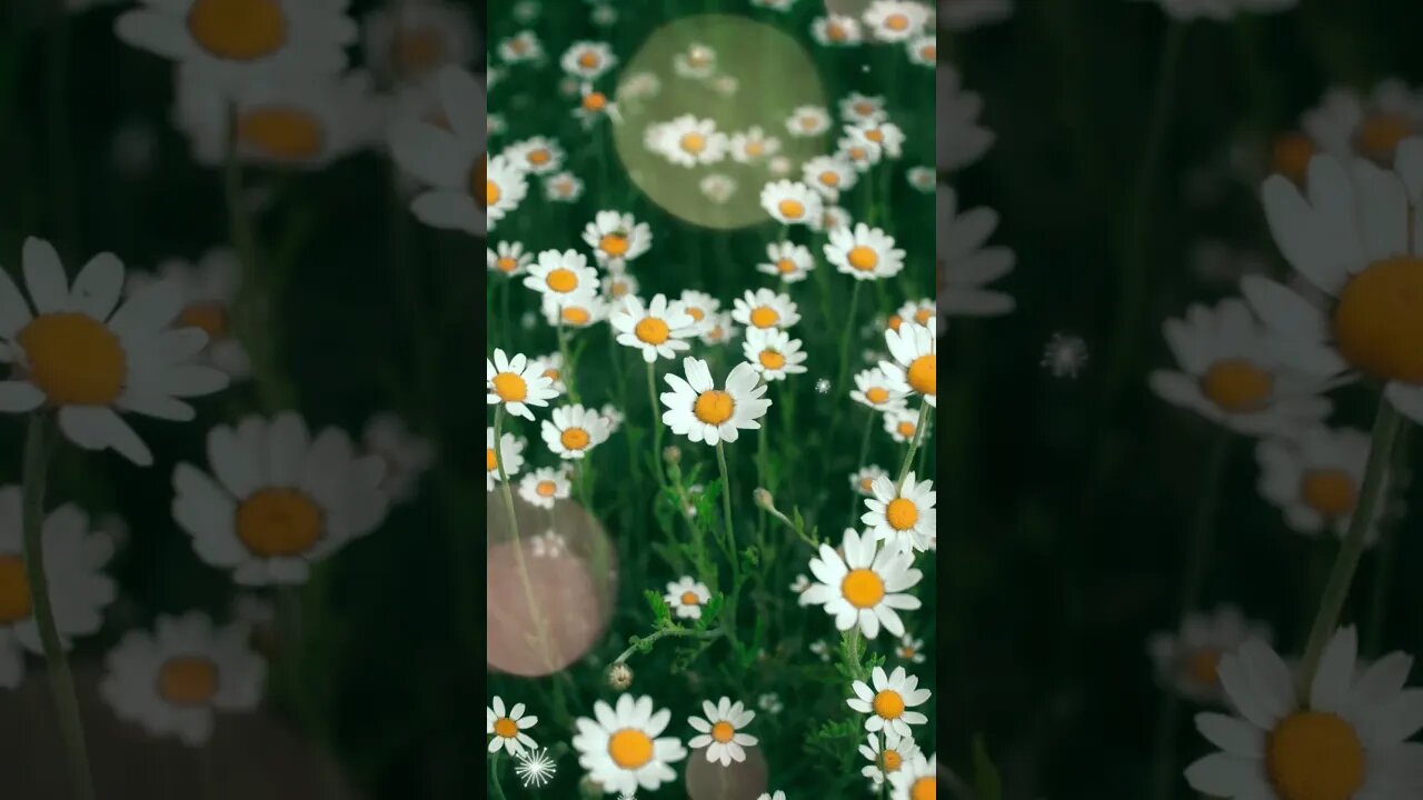 1 Minute Meditation I'M GRATEFUL FOR A PRODUCTIVE DAY #shorts #youtubeshorts #1minutemeditation #zen