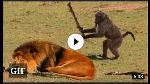 Too 🤣 funny Animal video